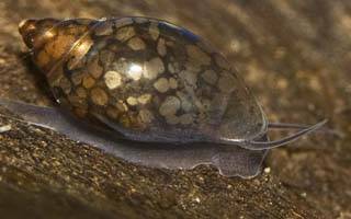 escargot chelou  (voir photo) [resolu] Physa